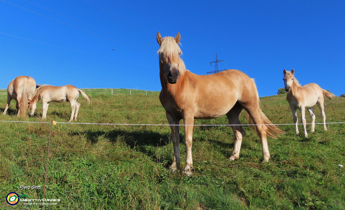 06 Bei cavalli al pascolo.JPG